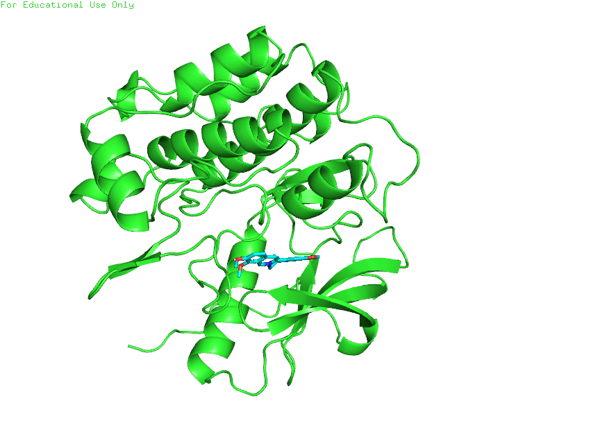 Berberine docking results showing binding pose and interactions